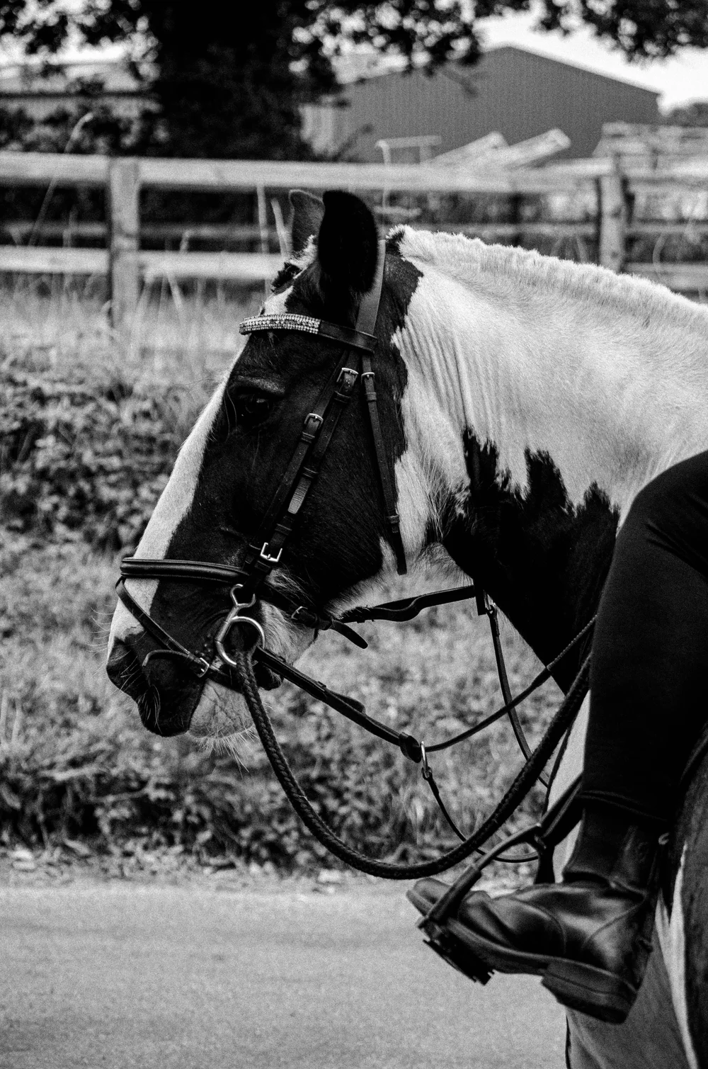 A bridled horse in the countryside